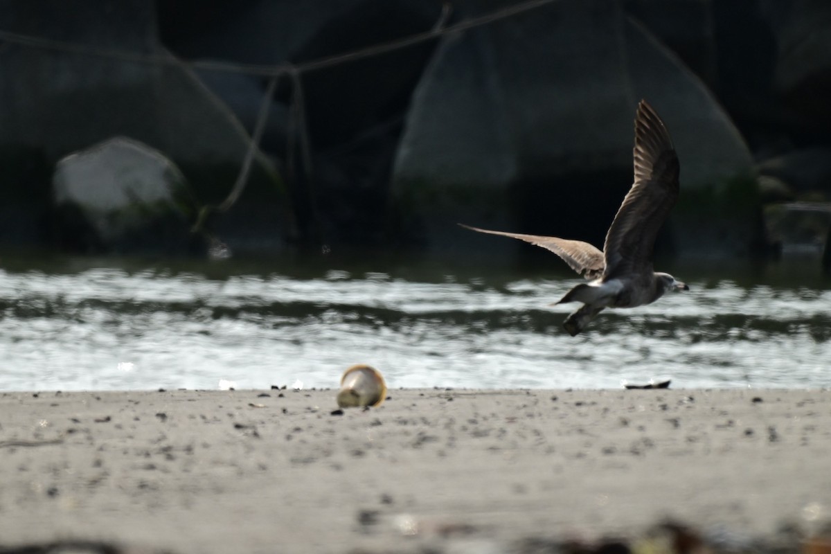 Мартин чорнохвостий - ML649331925