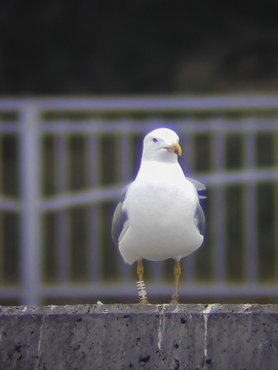 Мартин скельний - ML649331928