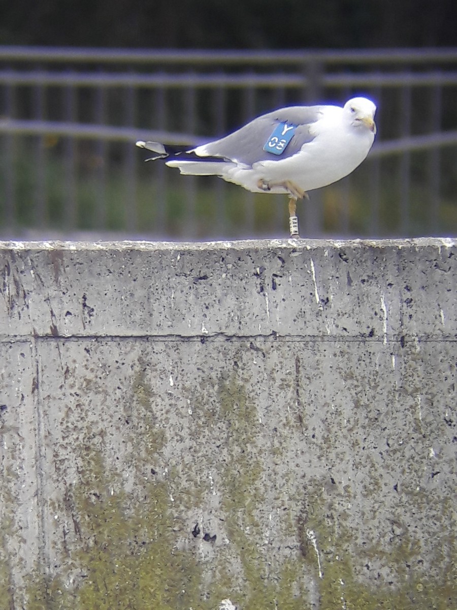 Мартин скельний - ML649331930