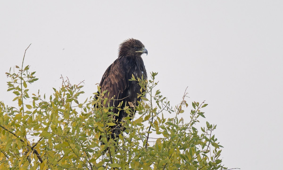 花鵰 - ML649332102