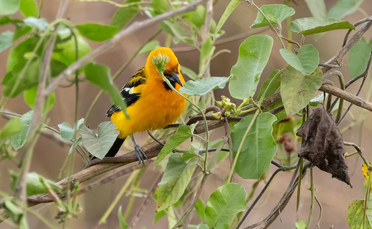Streak-backed Oriole - ML649332130