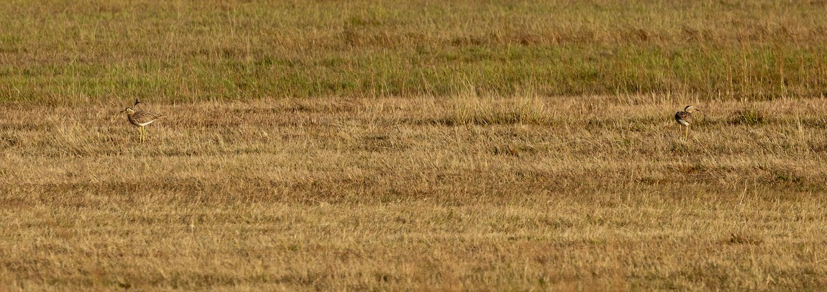 Double-striped Thick-knee - ML649332143