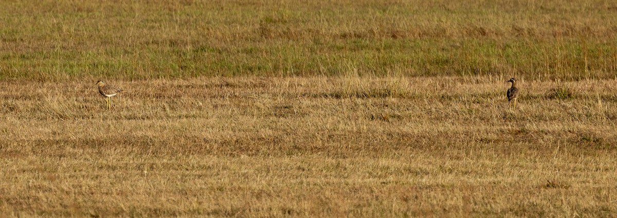 Double-striped Thick-knee - ML649332144