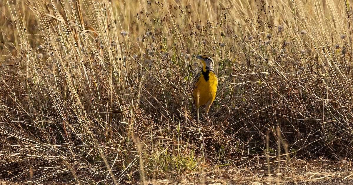 Eastern Meadowlark - ML649332149