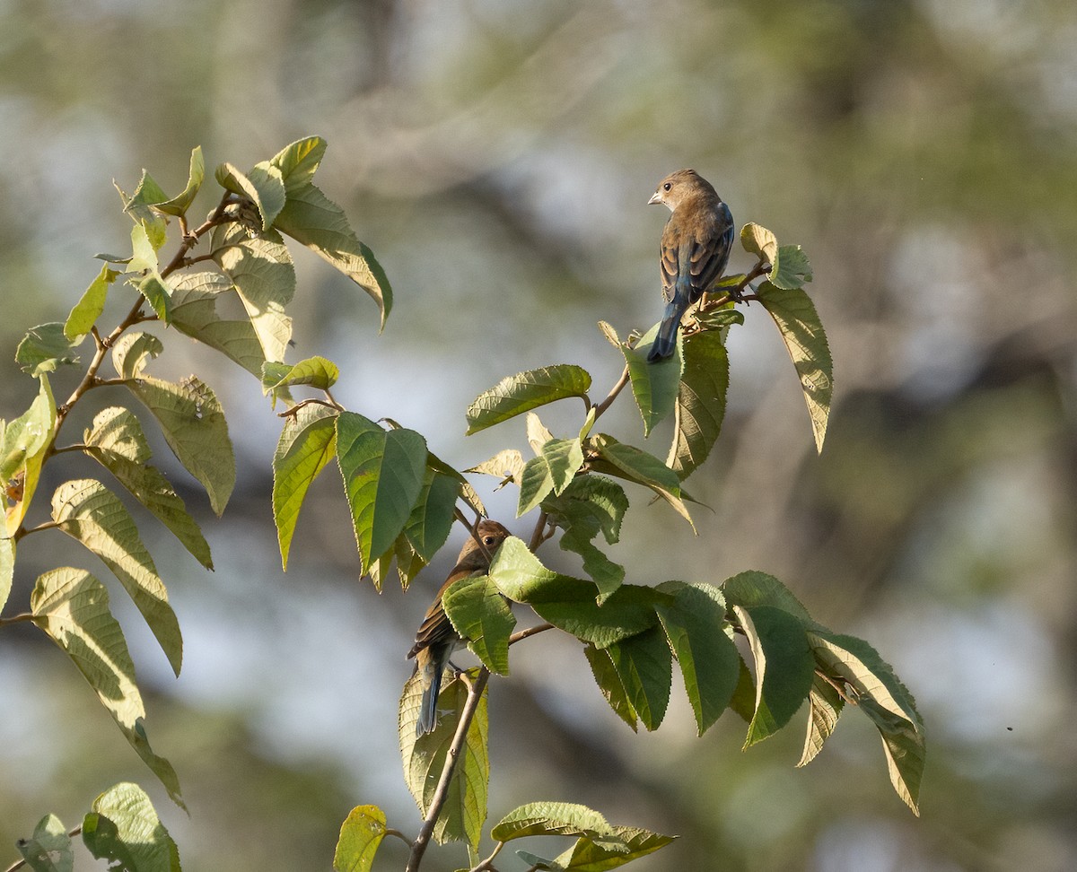 Indigo Bunting - ML649332155