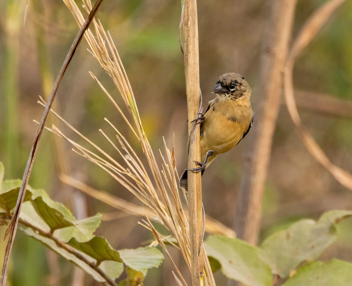 Morelet's Seedeater - ML649332180