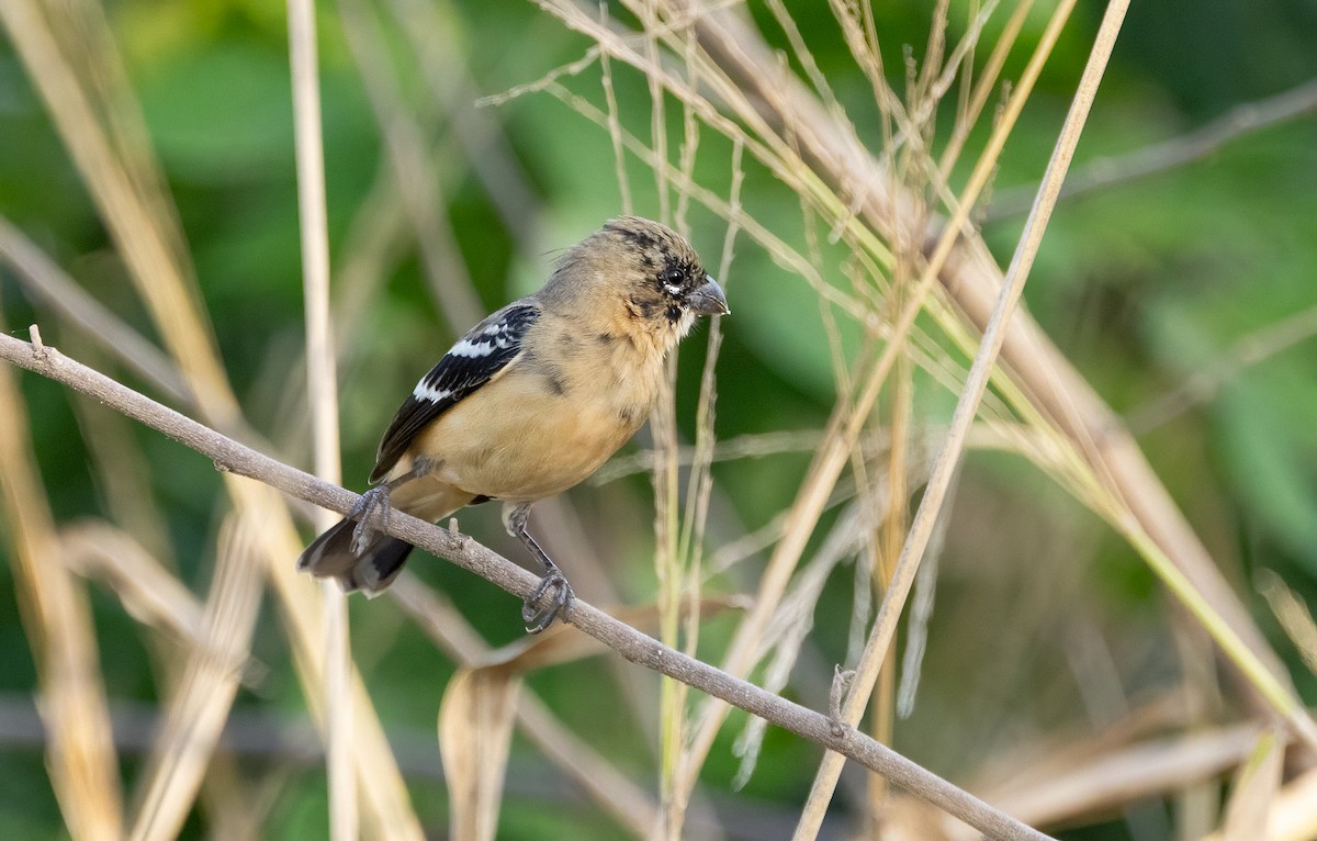 Morelet's Seedeater - ML649332181