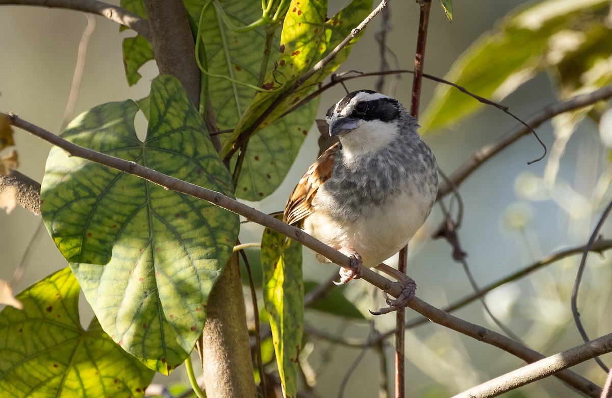 Stripe-headed Sparrow - ML649332193