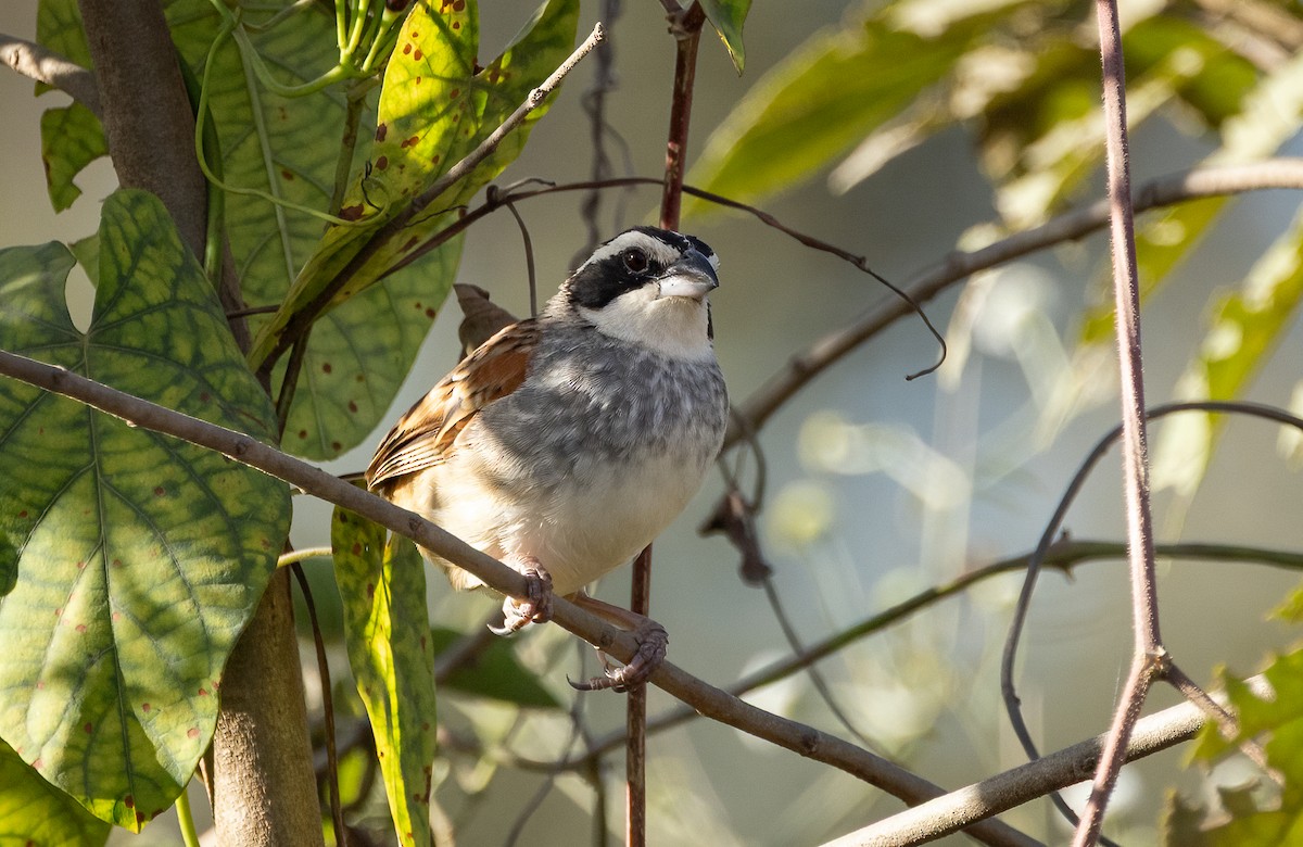 Stripe-headed Sparrow - ML649332194