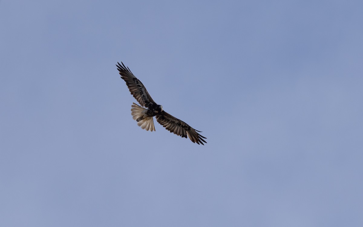 White-tailed Hawk - ML649332225