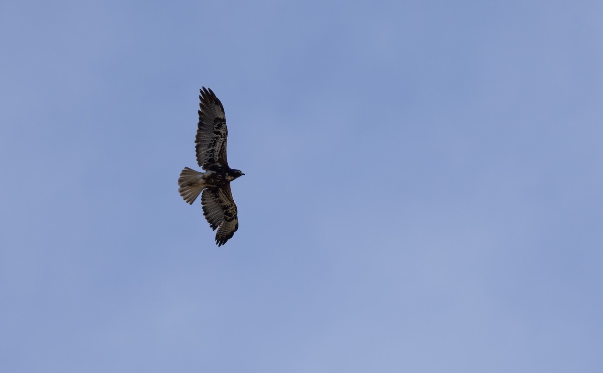 White-tailed Hawk - ML649332226