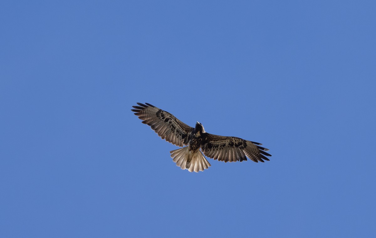 White-tailed Hawk - ML649332227