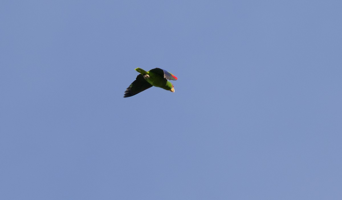 White-fronted Amazon - ML649332406