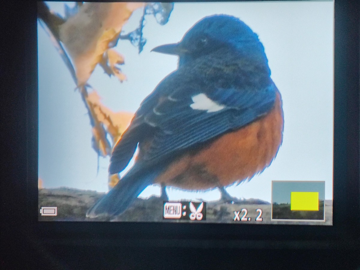 Maskeli Taşkızılı - ML649332409