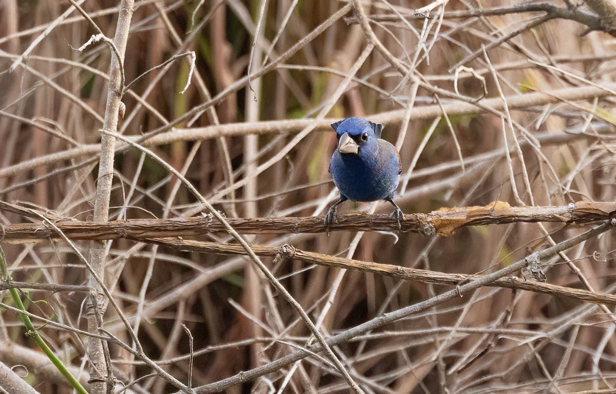 Blue Grosbeak - ML649332410