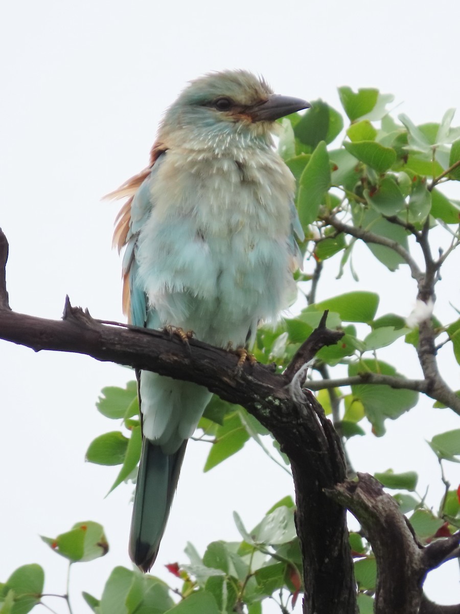 Rollier d'Europe - ML649332622