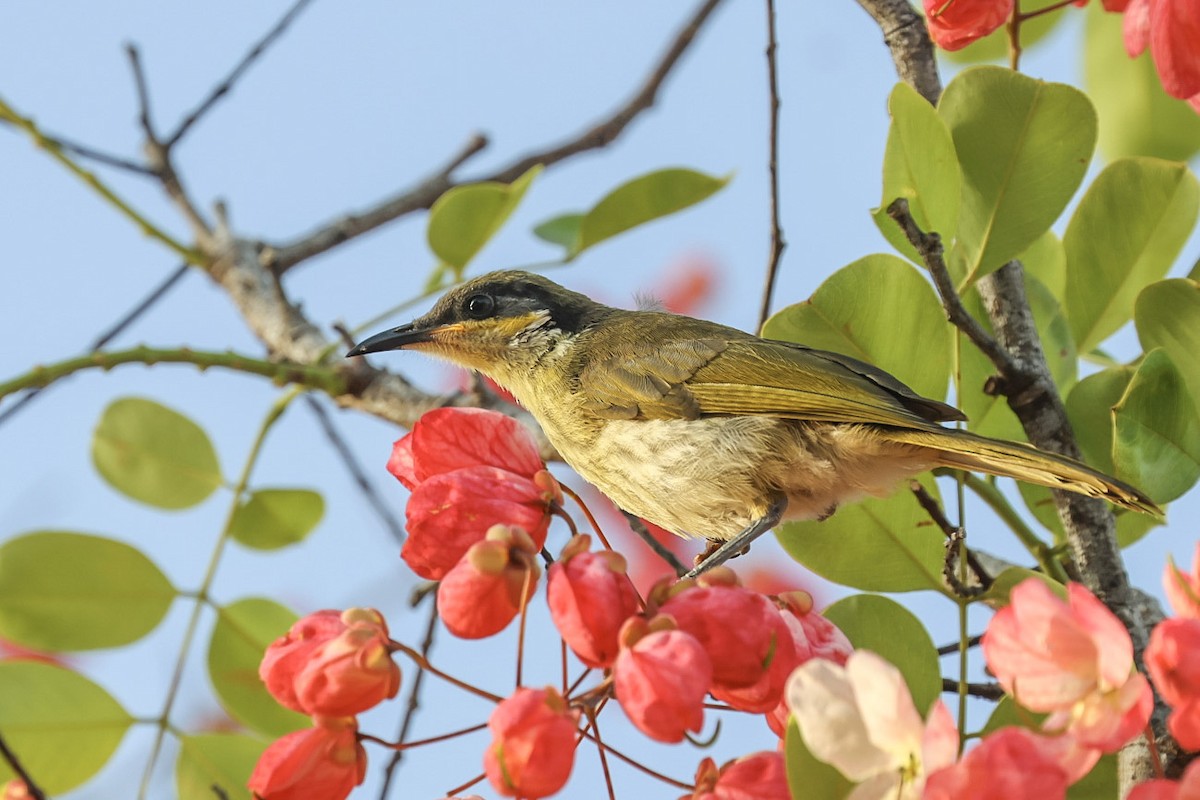 Méliphage versicolore - ML649332655