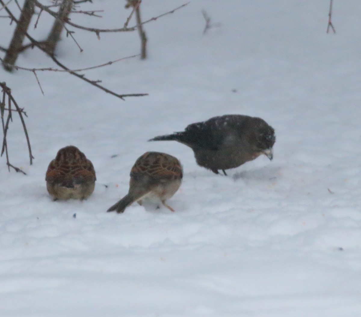 Brown-headed Cowbird - ML649332680