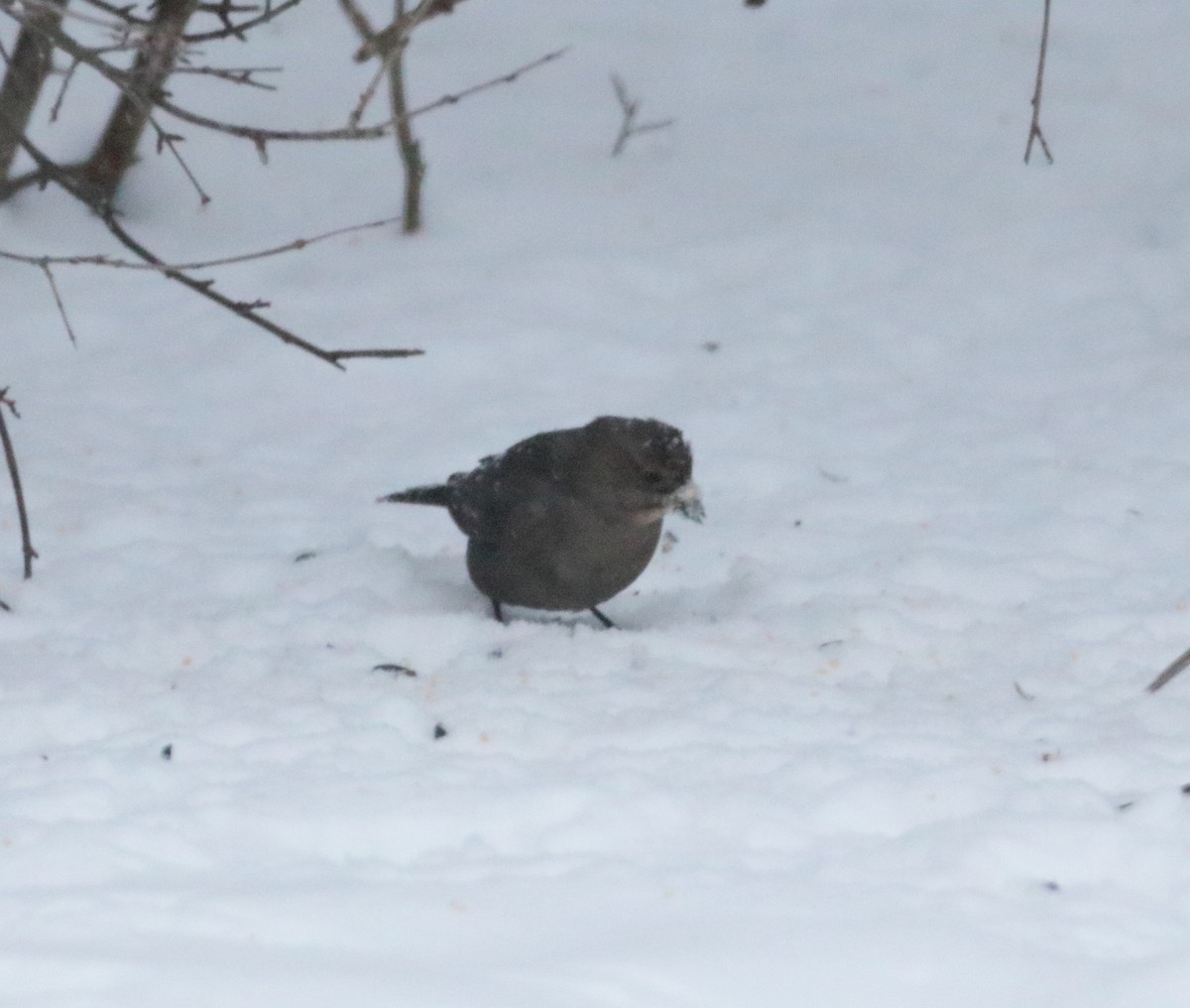 Brown-headed Cowbird - ML649332684