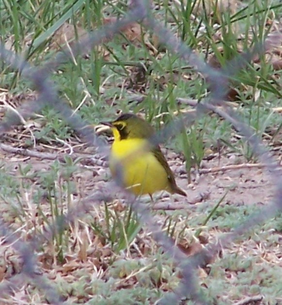 Kentucky Warbler - ML649333530