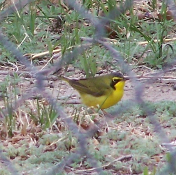 Kentucky Warbler - ML649333535