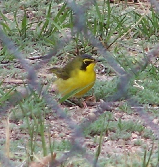 Kentucky Warbler - ML649333540