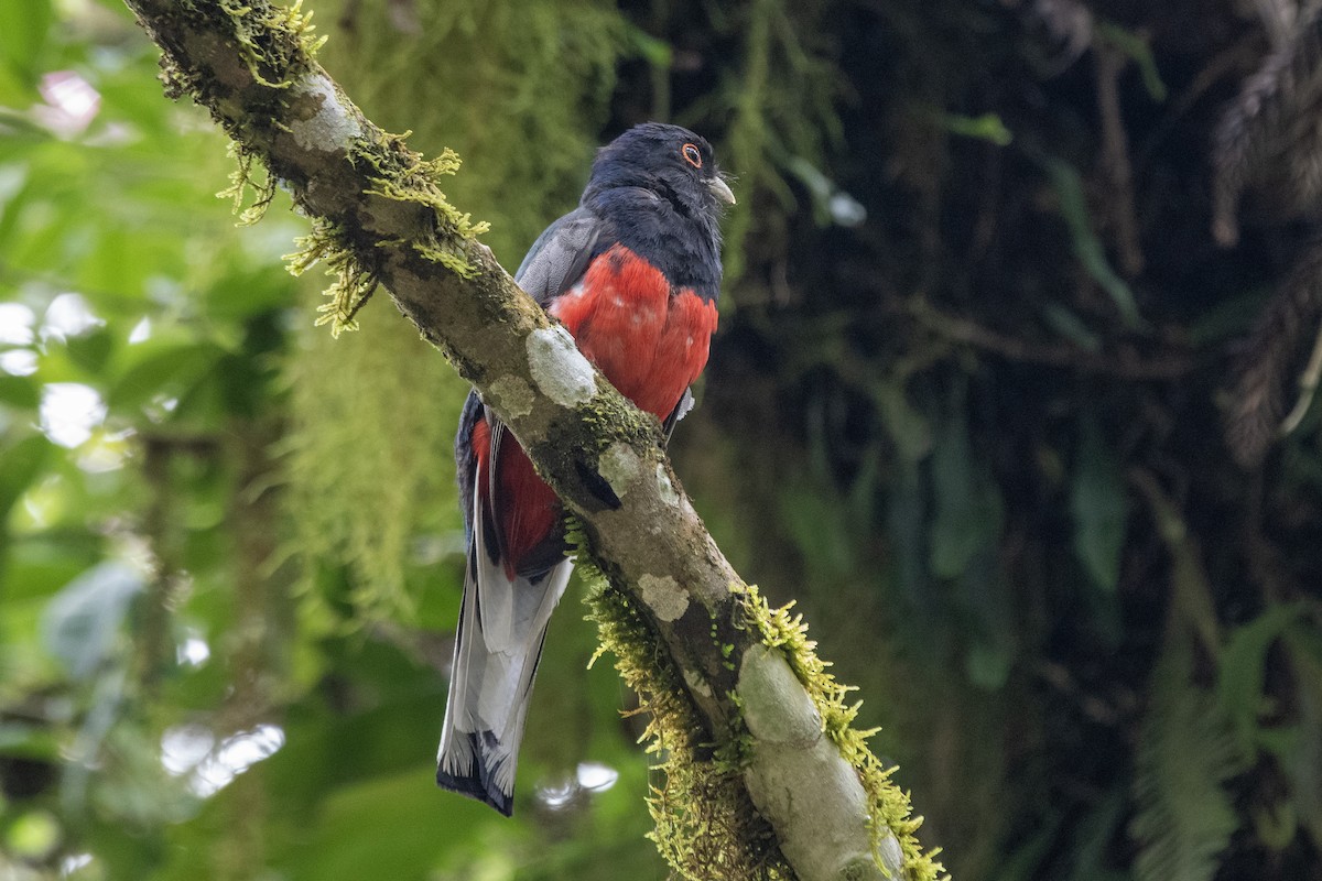 Surucua Trogon - ML649333723