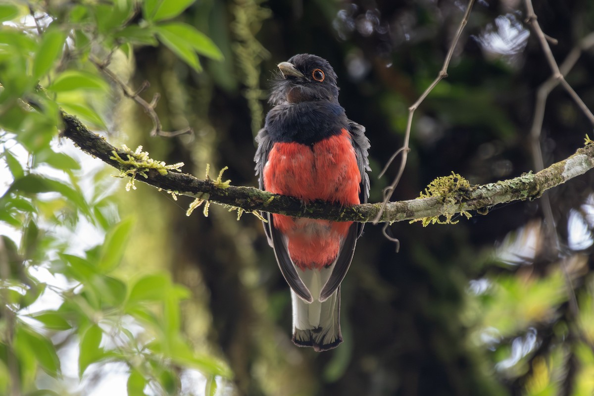 Surucua Trogon - ML649333724