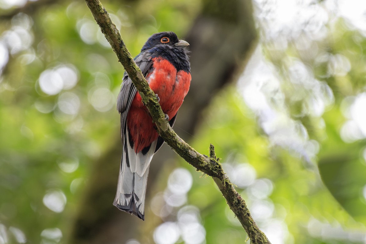 Surucua Trogon - ML649333725
