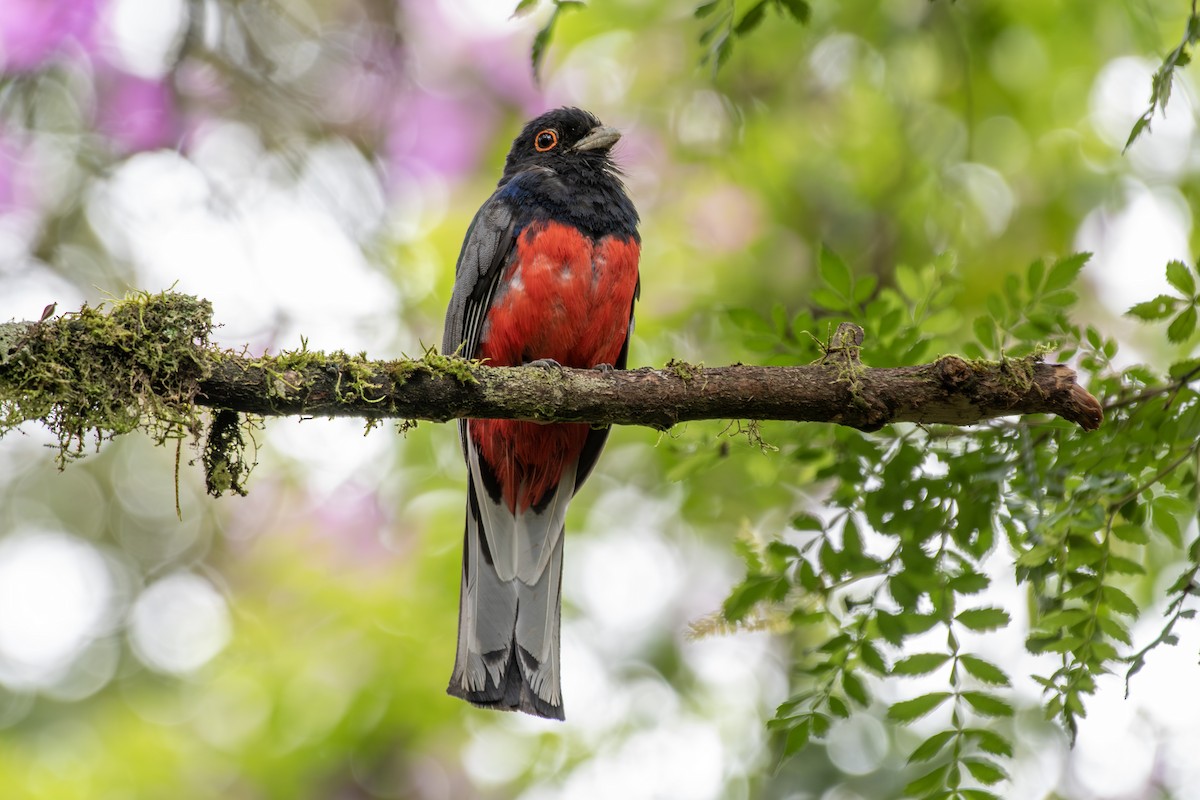 Surucua Trogon - ML649333726