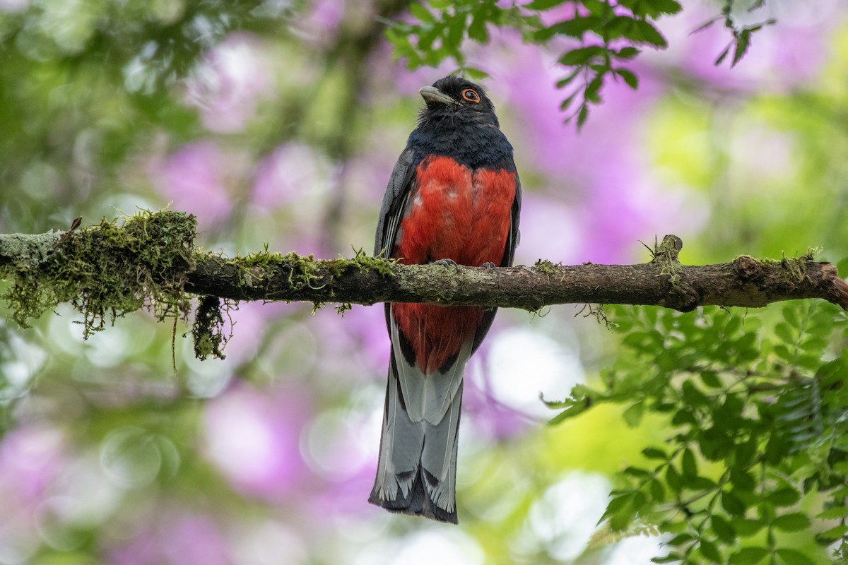 Surucua Trogon - ML649333727