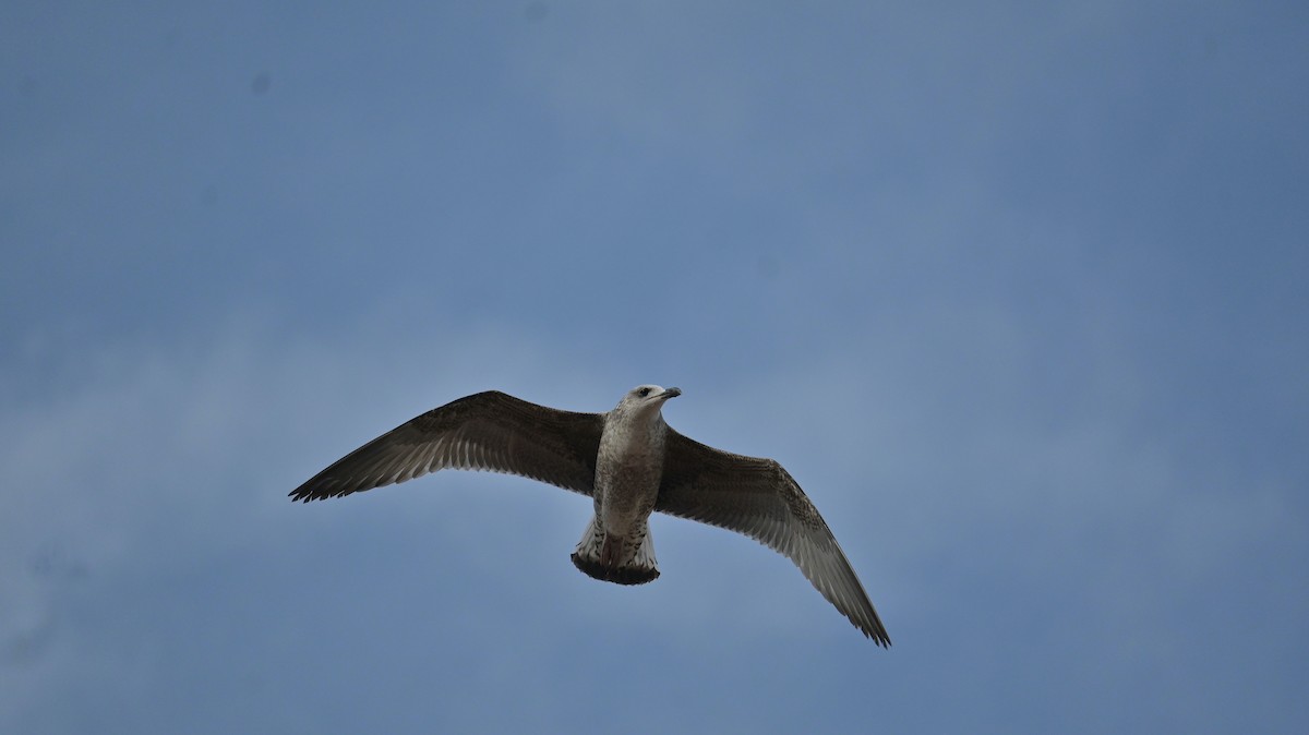 カモメ亜科 - ML649333740