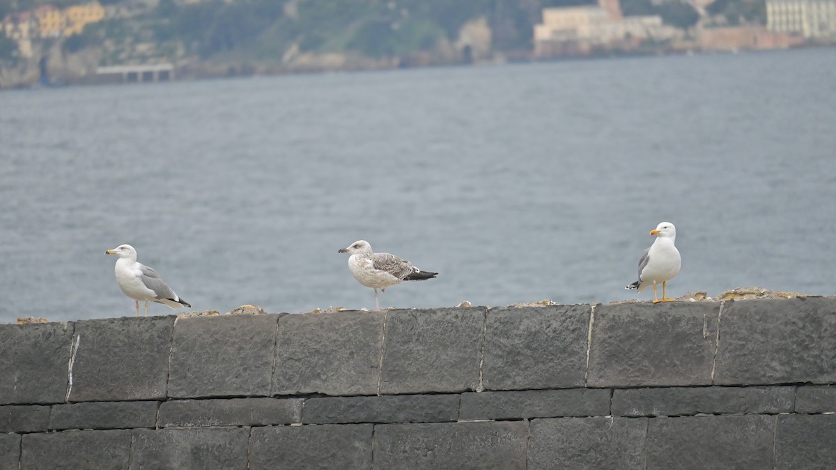 カモメ亜科 - ML649333845