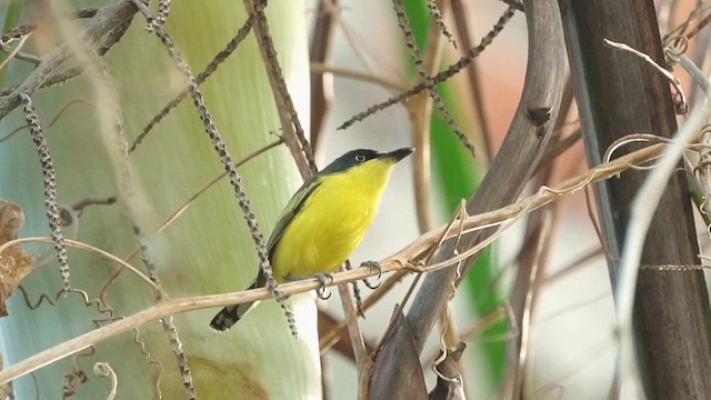 Common Tody-Flycatcher - ML649333857