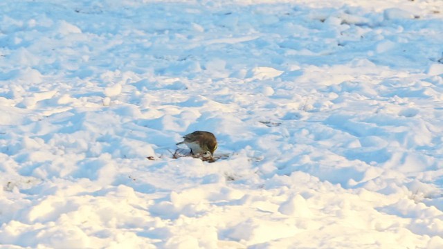 Horned Lark - ML649333883