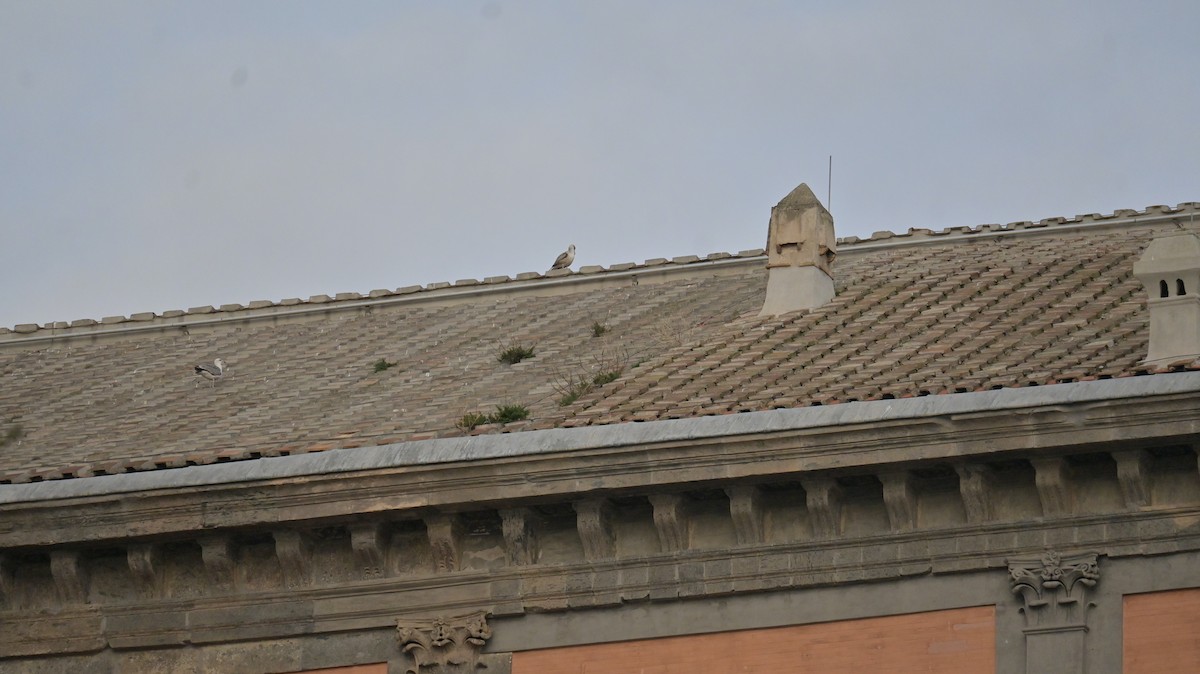 カモメ亜科 - ML649333917