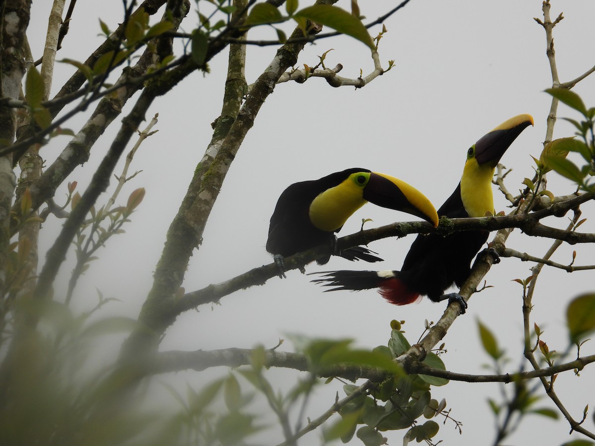 Toucan tocard (swainsonii) - ML649333937