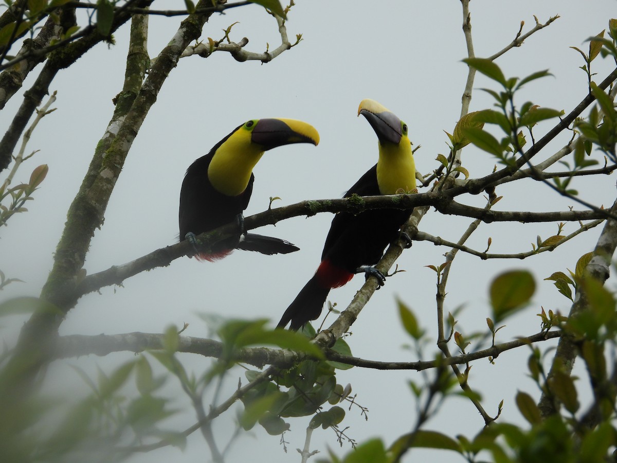 Toucan tocard (swainsonii) - ML649333938