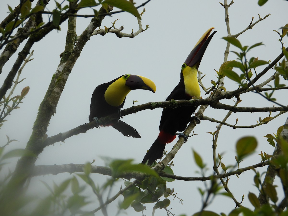 Toucan tocard (swainsonii) - ML649333939