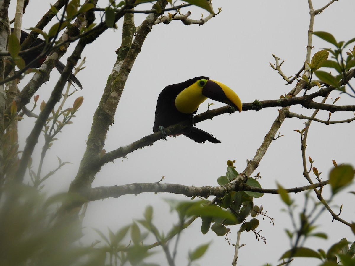 Toucan tocard (swainsonii) - ML649333940