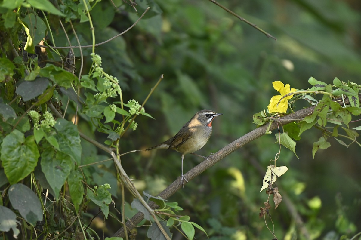 Rossignol calliope - ML649334005