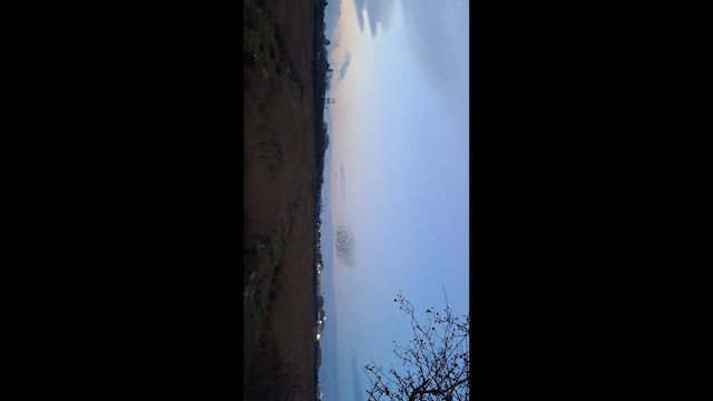 European Starling - ML649334009