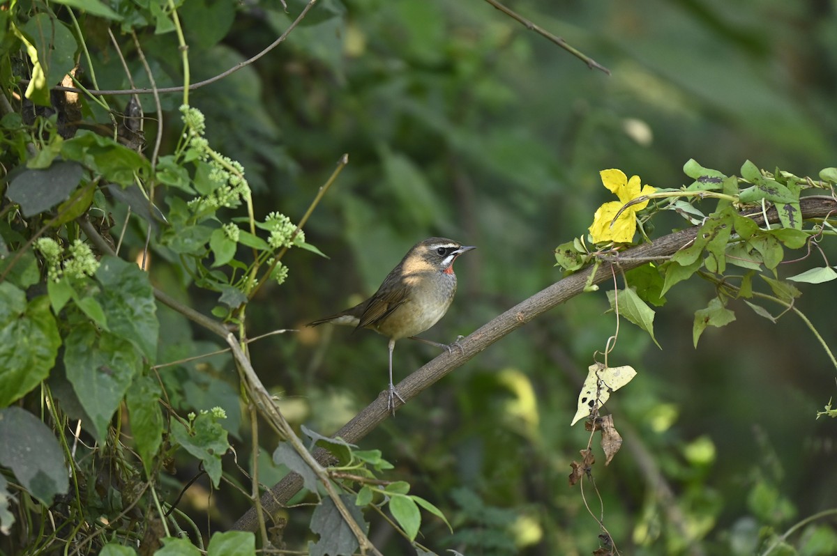 Rossignol calliope - ML649334041