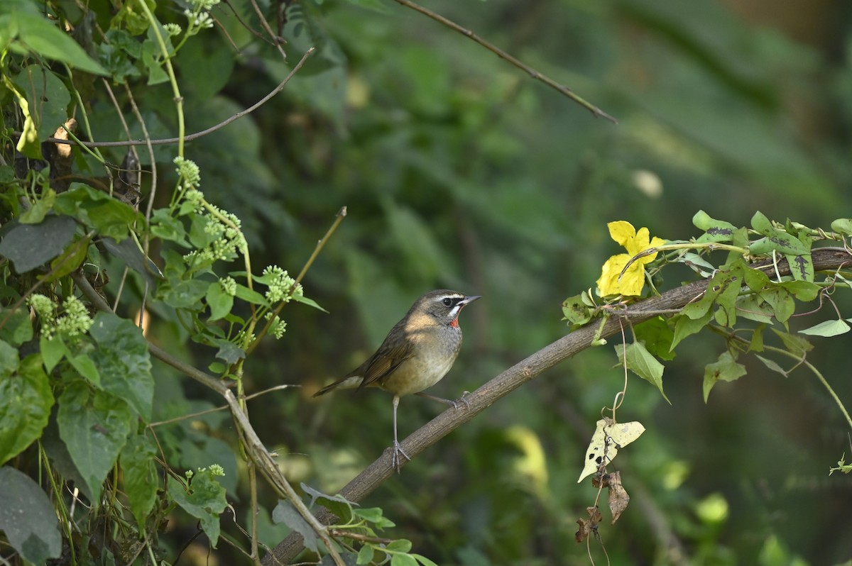 Rossignol calliope - ML649334042