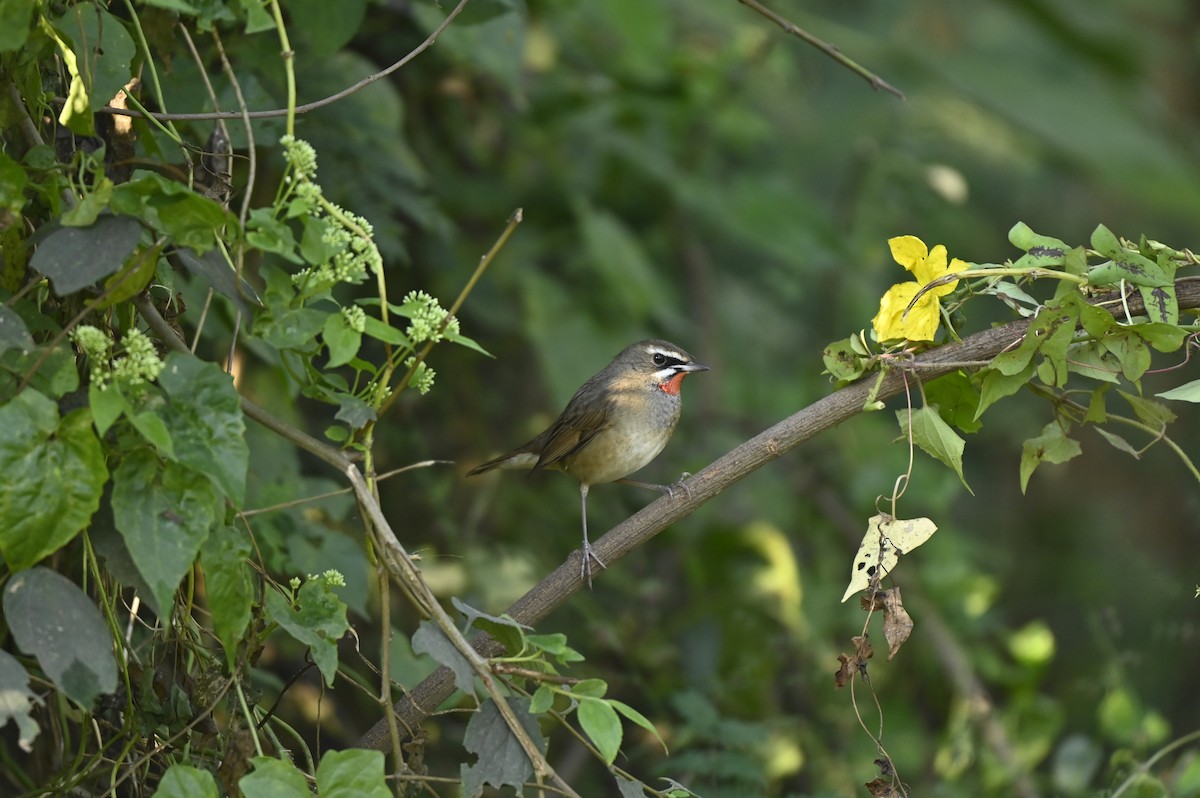 Rossignol calliope - ML649334043