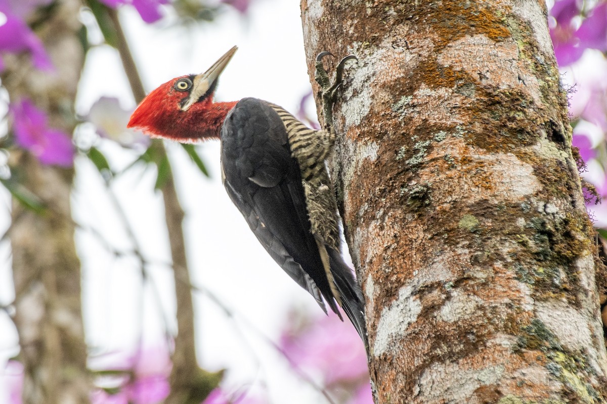 Robust Woodpecker - ML649334286