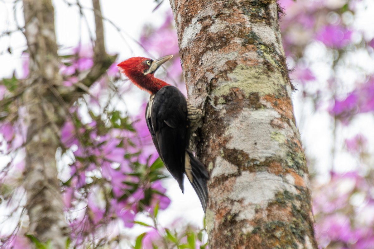 Robust Woodpecker - ML649334287