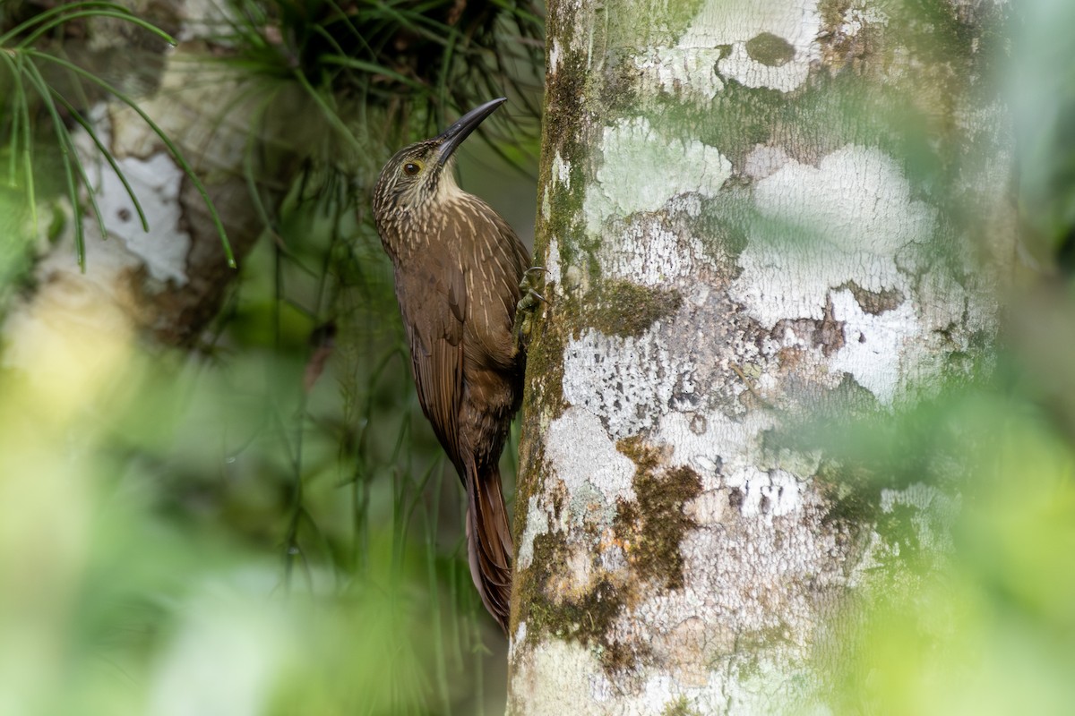 White-throated Woodcreeper - ML649334317