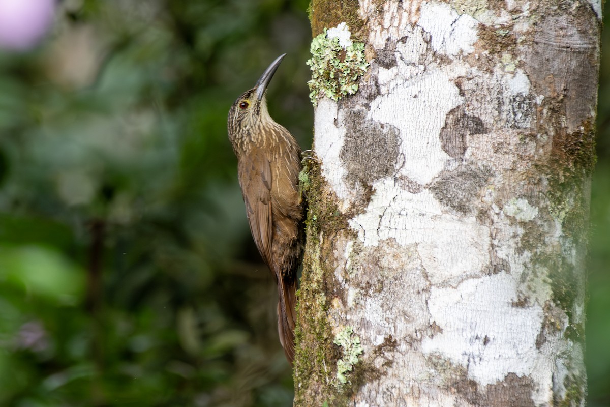 White-throated Woodcreeper - ML649334318