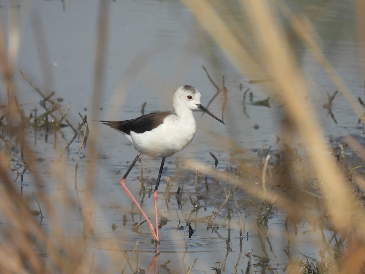 Кулик-довгоніг чорнокрилий - ML649334329